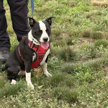 Ladybug -  Mixed Breed Dog for Adoption in Montague, Massachusetts - Ladybug | PetCurious