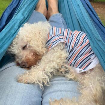 Wendy -  Bichon Frise and Mixed Breed Dog for Adoption in Madison, Wisconsin - Wendy | PetCurious