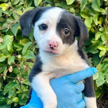 American Staffordshire Terrier and Chihuahua Dogs Available for Adoption - Carl | PetCurious