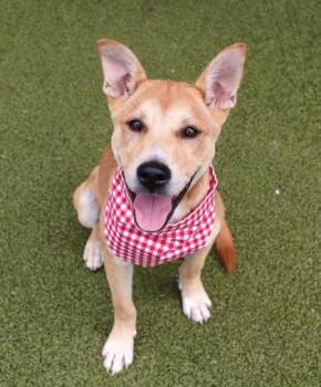 Buster- Project Homebound -  Mixed Breed Dog for Adoption in Athens, Georgia - Buster- Project Homebound | PetCurious