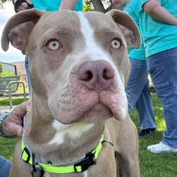 Mixed Breed Dogs Available for Adoption in Murray, Utah - Zeus | PetCurious