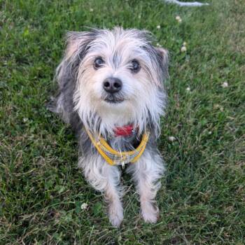 Drake -  Yorkshire Terrier and Miniature Schnauzer Dog for Adoption in Worcester, Massachusetts - Drake | PetCurious