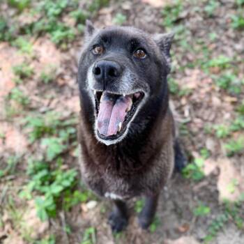 Coyote -  Mixed Breed Dog for Adoption in Milton, Florida - Coyote | PetCurious