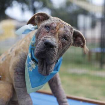 NALA -  Terrier Dog for Adoption in San Antonio, Texas - NALA | PetCurious
