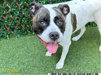 Mixed Breed Dogs Available for Adoption in West Palm Beach, Florida - ANNIE | PetCurious