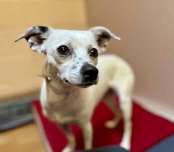 Rescue Rat Terrier Dogs for Adoption in Columbia, Tennessee - Taylor | PetCurious