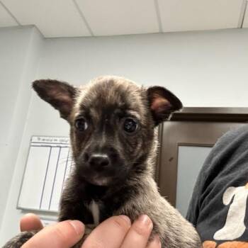 Emu -  Chihuahua and Mixed Breed Dog for Adoption in Durango, Colorado - Emu | PetCurious