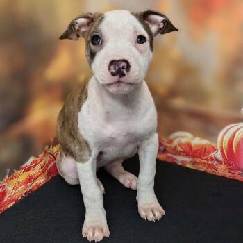 Lyric -  Pit Bull Terrier and Mixed Breed Dog for Adoption in Griswold, Connecticut - Lyric | PetCurious