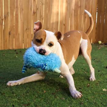 Pit Bull Terrier Dogs Available for Adoption in Austin, Texas - Stan The Man JuM | PetCurious
