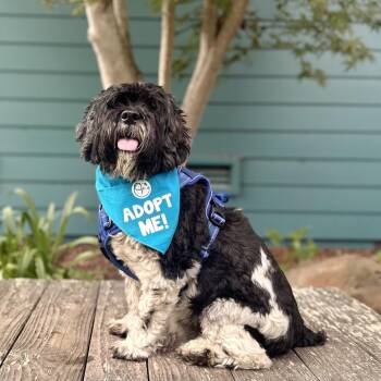 Joon -  Cocker Spaniel and Cockapoo Dog for Adoption in Pacific Grove, California - Joon | PetCurious