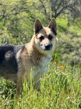 Rescue German Shepherd Dog Dogs for Adoption in Pleasant Hill, California - Mama Willow | PetCurious