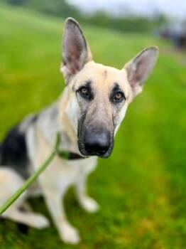 German Shepherd Dog Dogs Available for Adoption in New Cumberland, West Virginia - Hedwig | PetCurious