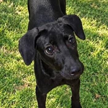 Charlie -  Miniature Pinscher Dog for Adoption in Williston, Vermont - Charlie | PetCurious