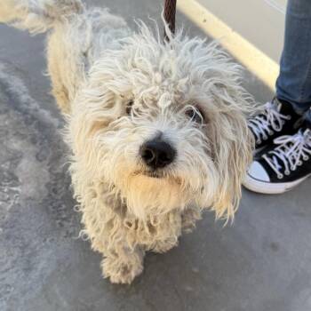 Alfie -  Poodle Dog for Adoption in Goleta, California - Alfie | PetCurious