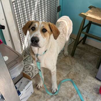 Rescue Great Pyrenees and Mixed Breed Dogs for Adoption in Boerne, Texas - Coral | PetCurious