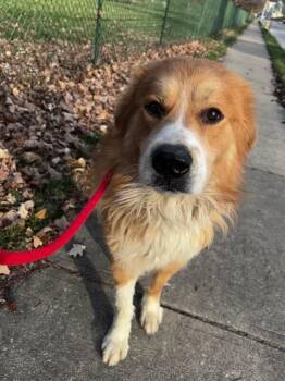 Mixed Breed Dogs Available for Adoption - Denver | PetCurious