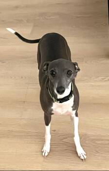 Italian Greyhound Dogs Available for Adoption in Croton-on-hudson, New York - Lyla | PetCurious