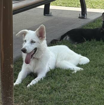 Hope LP BR-T LOCAL Adoption Event in Burlington 8/22 -  Labrador Retriever Dog for Adoption in Missouri City, Texas - Hope LP BR-T LOCAL Adoption Event In Burlington 8/22 | PetCurious