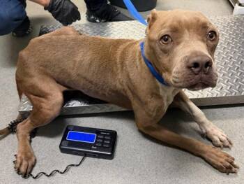 Bindi -  American Staffordshire Terrier Dog for Adoption in Tulare, California - Bindi | PetCurious