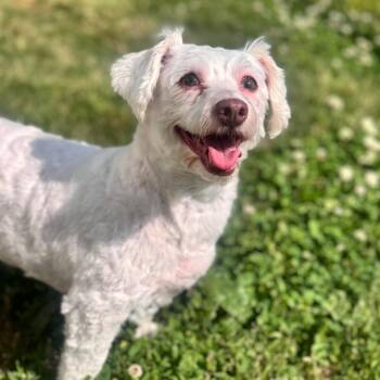 Maltese and Poodle Dogs Available for Adoption in Brownsboro, Alabama - Sissy Girl W | PetCurious