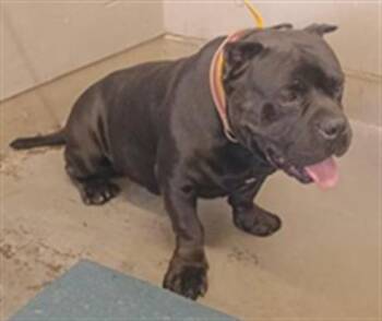 ASHER -  Pit Bull Terrier Dog for Adoption in Camarillo, California - ASHER | PetCurious