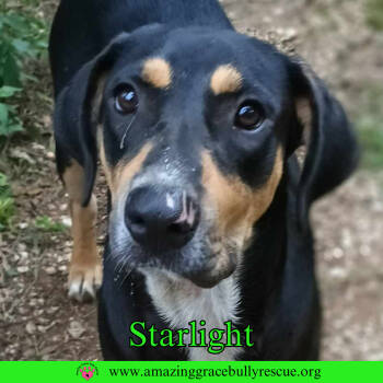 Rescue Coonhound Dogs for Adoption in Pensacola, Florida - Starlight | PetCurious