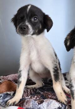Jack -  Spaniel and Chihuahua Dog for Adoption in Warren, Michigan - Jack | PetCurious