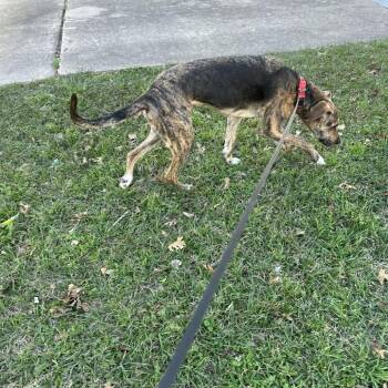 Great Dane and Greyhound Dogs Available for Adoption - Clutch | PetCurious