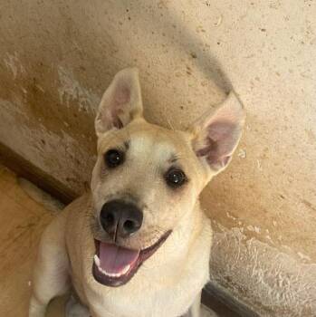 Emilio (20260626-02) -  Labrador Retriever Dog for Adoption in Niagara Falls, Ontario - Emilio (20260626-02) | PetCurious