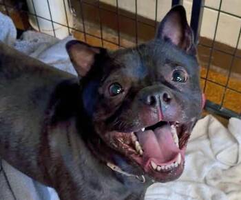 Rescue Shar Pei Dogs for Adoption in Euclid, Ohio - Pearl | PetCurious