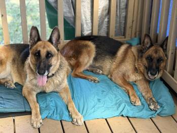 Rescue German Shepherd Dog Dogs for Adoption in Lucas, Texas - Megan And Magnus | PetCurious