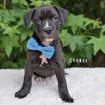 Pit Bull Terrier and Hound Dogs Available for Adoption in Tyrone, Georgia - George | PetCurious