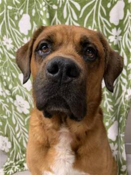MITCH -  Mastiff Dog for Adoption in Fairbanks, Alaska - MITCH | PetCurious