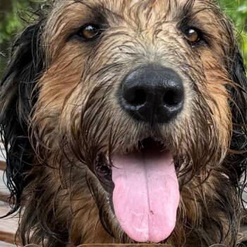 Mama -  Wheaten Terrier and Mixed Breed Dog for Adoption in Montgomery, Alabama - Mama | PetCurious