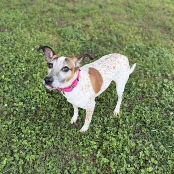 Jack Russell Terrier and Cattle Dog Dogs Available for Adoption in Carencro, Louisiana - Starling | PetCurious