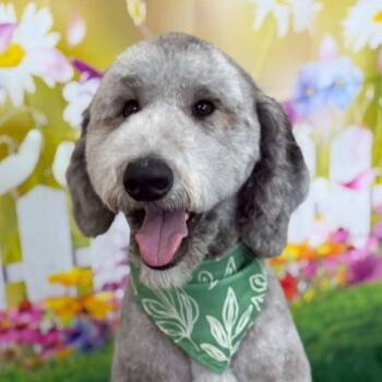 Standard Poodle Dogs Available for Adoption in Orlando, Florida - Argo | PetCurious
