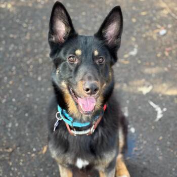 Rescue Shepherd and Mixed Breed Dogs for Adoption in San Francisco, California - Rufus | PetCurious
