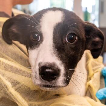 Mixed Breed Dogs Available for Adoption in Kennebunk, Maine - Gnocchi | PetCurious
