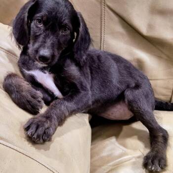 Willow -  Catahoula Leopard Dog and Standard Poodle Dog for Adoption in Baker, Louisiana - Willow | PetCurious