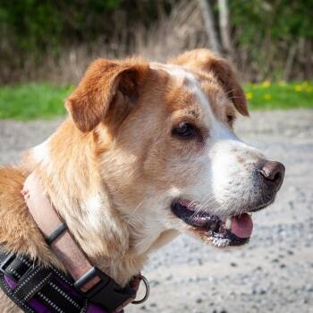 Mixed Breed Dogs Available for Adoption in Olean, New York - Pipa | PetCurious