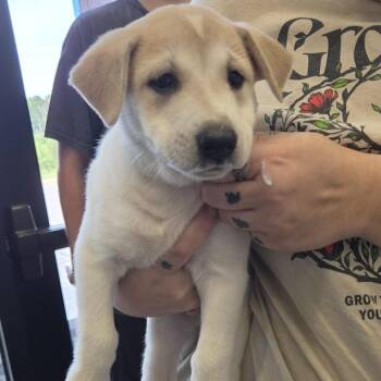Arthur -  Shepherd and Mixed Breed Dog for Adoption in Marshall, Texas - Arthur | PetCurious