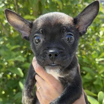 French Bulldog Dogs Available for Adoption in Ridgefield, Washington - Ms. Cutie Pie Treasure | PetCurious