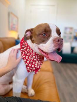 Lucy Love with the Irresistible Snuggles -  Boxer and American Staffordshire Terrier Dog for Adoption in Friendswood, Texas - Lucy Love With The Irresistible Snuggles | PetCurious