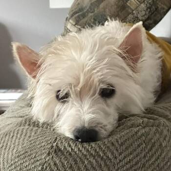 Marshall -  West Highland White Terrier Westie Dog for Adoption in Omaha, Nebraska - Marshall | PetCurious