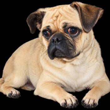 Sterling -  Pug Dog for Adoption in Seattle, Washington - Sterling | PetCurious