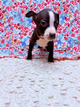 Mixed Breed Dogs Available for Adoption - Orchid | PetCurious