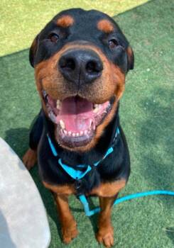 Smokey -  Rottweiler Dog for Adoption in Sedalia, Colorado - Smokey | PetCurious