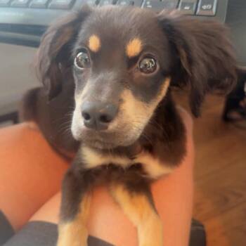Leo -  Dachshund and Spaniel Dog for Adoption in Brockport, New York - Leo | PetCurious