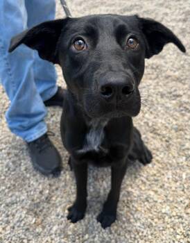 Zero -  Labrador Retriever Dog for Adoption in Lima, Ohio - Zero | PetCurious