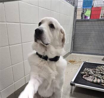MOCHI -  Great Pyrenees and Anatolian Shepherd Dog for Adoption in Omaha, Nebraska - MOCHI | PetCurious